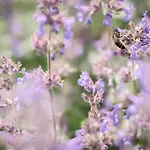 Gaestehaus Maurer/bader בית הארחה 4*