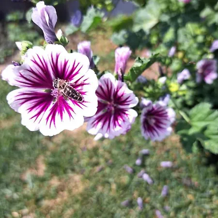 Gaestehaus Maurer/bader Feldkirchen in Kärnten