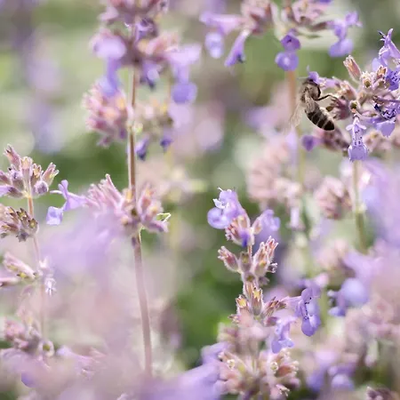 Gaestehaus Maurer/bader Penzion 4*