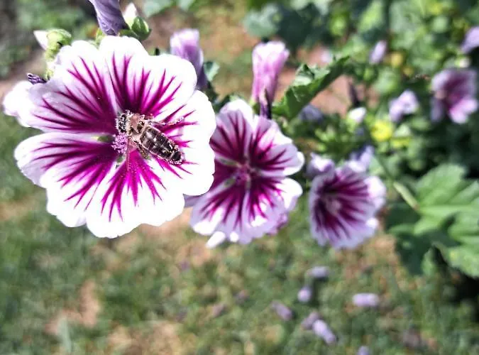 Gaestehaus Maurer/bader Feldkirchen in Kärnten